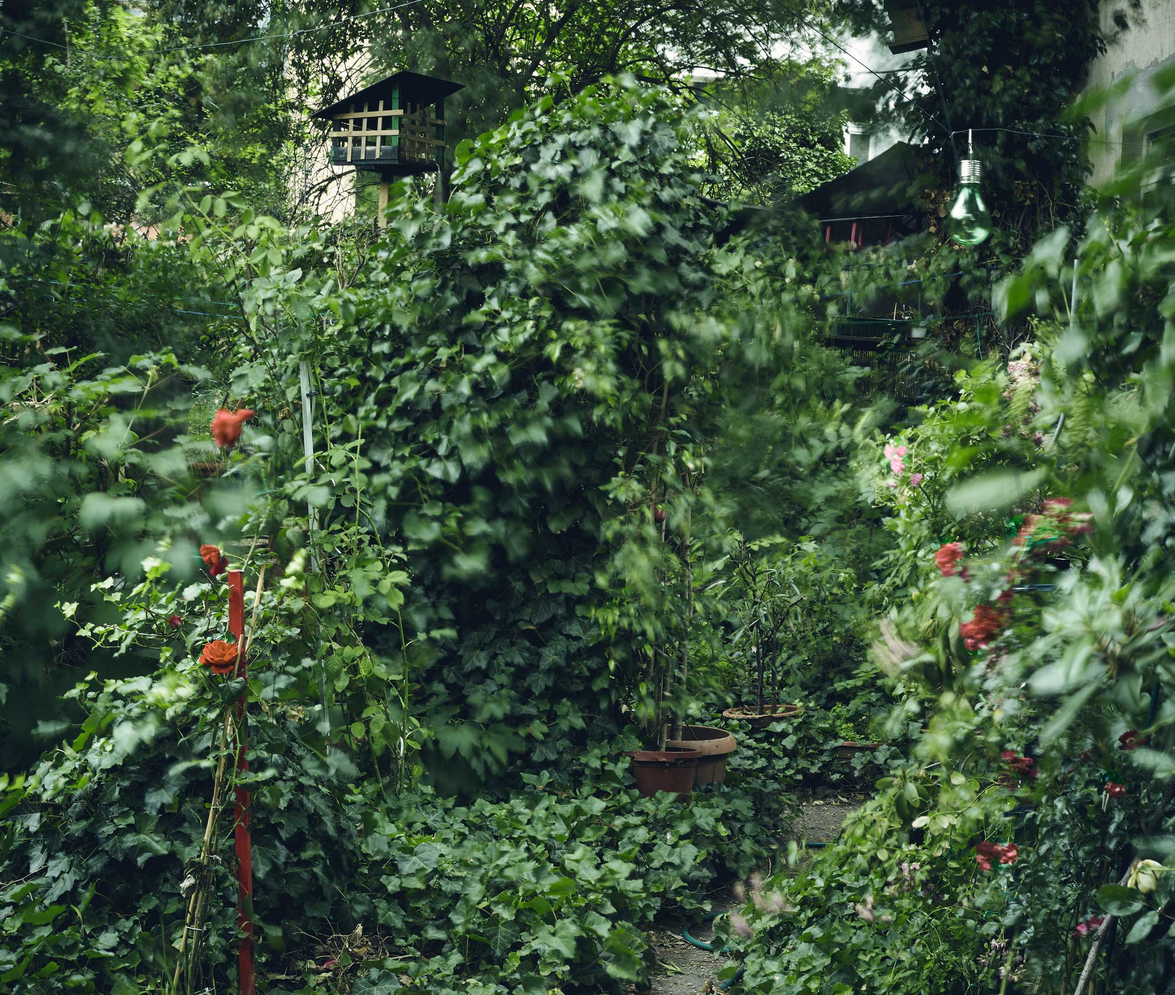 sommerwurz